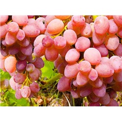 Виноград Мускат розовый