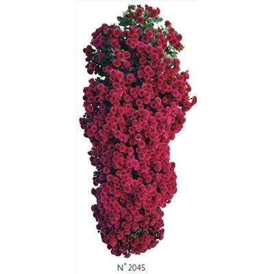 Хризантема Каскадная укорененный черенок N2045 цена за 3 шт красная