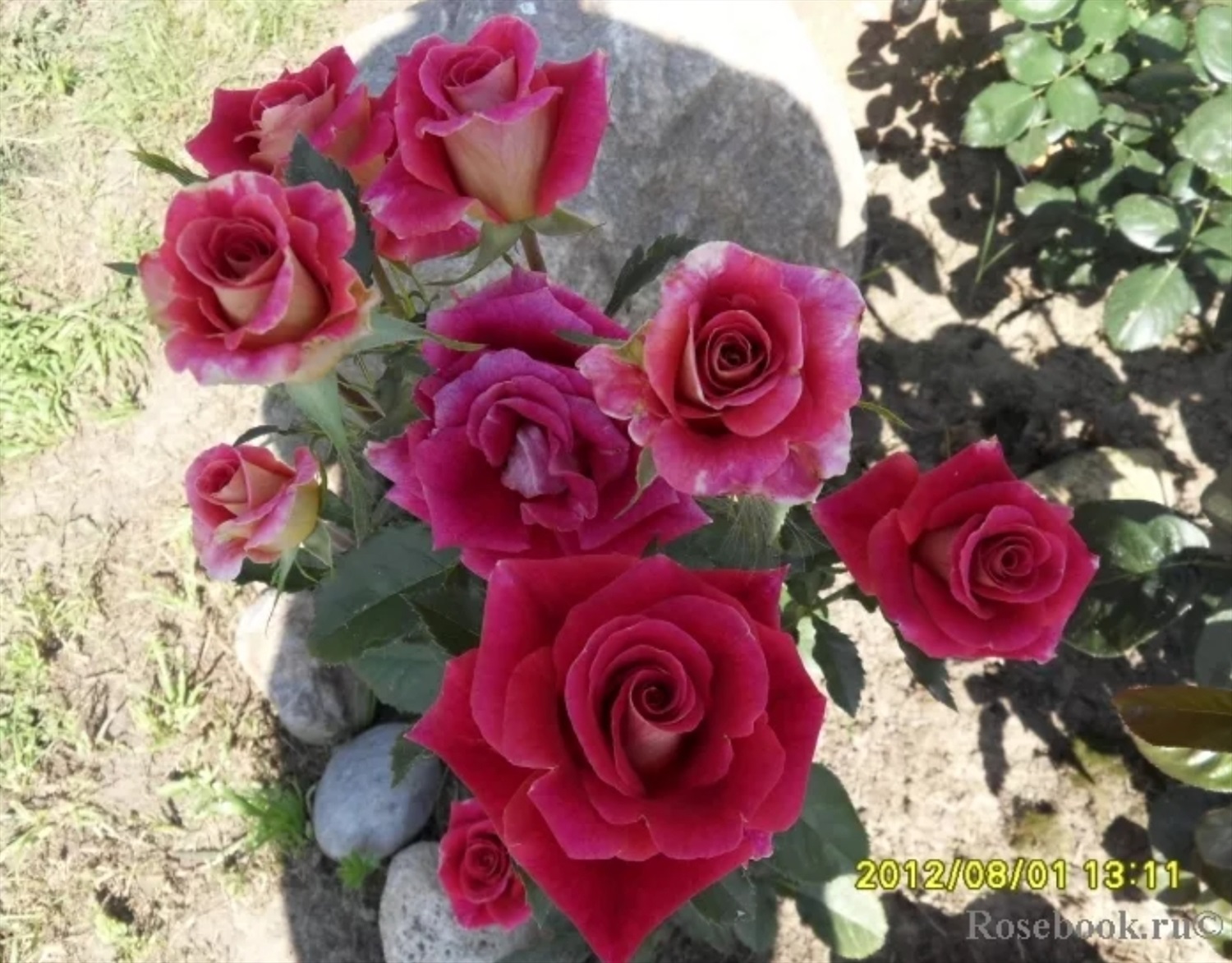 Роза черри фолиес