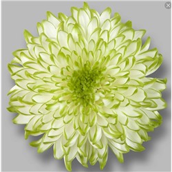 Хризантема Срезочная двухцветная Зембла лайм укорененный черенок цена за 3 шт