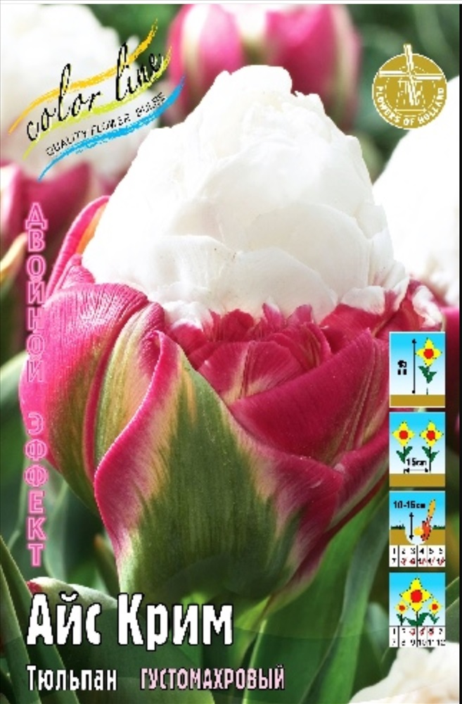 Тюльпан айс крим строуберри фото и описание