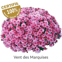 Хризантема Мультифлора укорененный черенок vent du Marquises цена за 3 шт красная