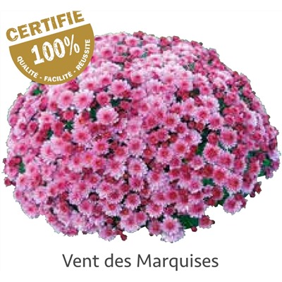 Хризантема Мультифлора укорененный черенок vent du Marquises цена за 3 шт красная