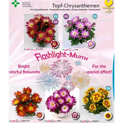 Хризантема низкорослая двухцветная Флешлайт Capri укорененный черенок цена за 3 шт