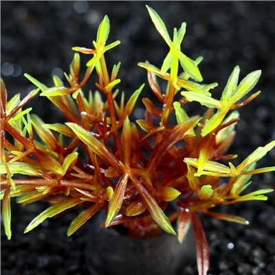 Растение искусственное аквариумное, 2,5 х 5 см, красно-зелёное, 1 шт.