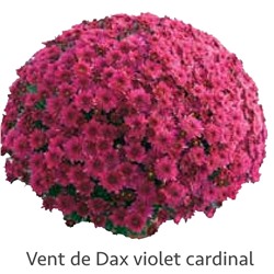 Хризантема Мультифлора укорененный черенок vent du Dax violet цена за 3 шт красная