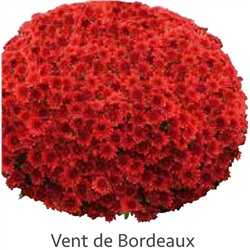 Хризантема Мультифлора укорененный черенок vent du Dax Bordeaux цена за 3 шт красная