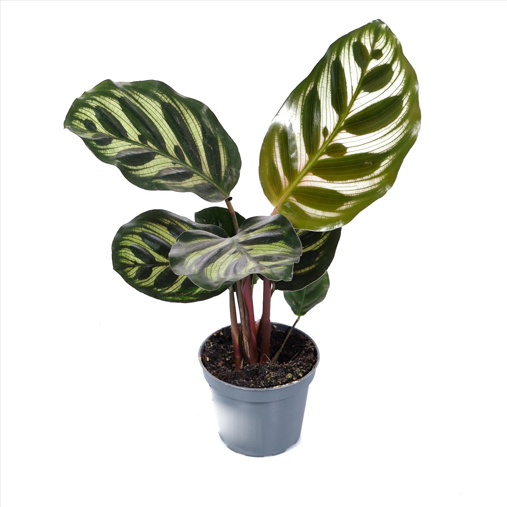 Калатея Макоя Calathea makoyana