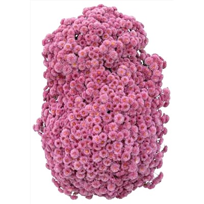 Хризантема Каскадная укорененный черенок Ливингстон цена за 3 шт розовая