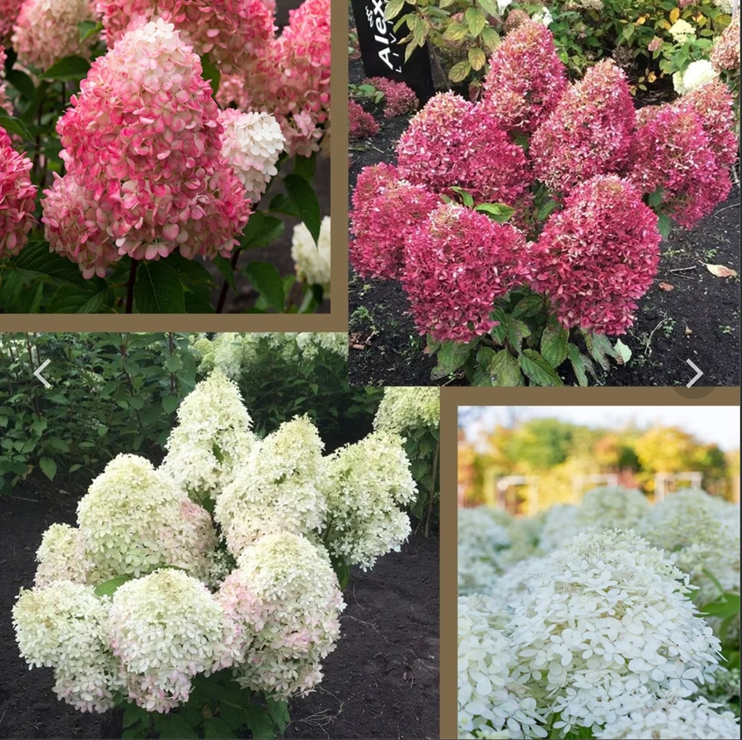 Лучшие метельчатые гортензии для средней полосы. Роял Флауер (Hydrangea paniculata 'Royal Flower').