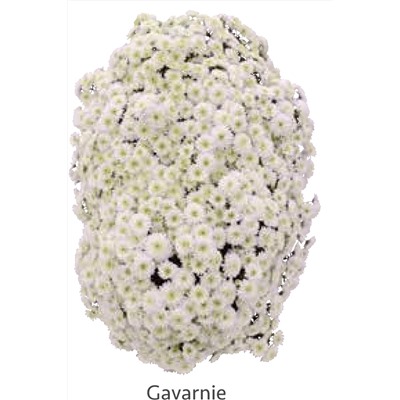 Хризантема Каскадная укорененный черенок Альба цена за 3 шт белая