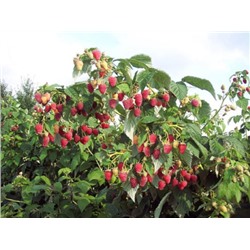 Малина Феномен — феноменально вкусные ягоды в вашем саду
