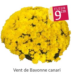 Хризантема Мультифлора укорененный черенок vent du Bayonne цена за 3 шт красная