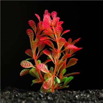 Растение искусственное аквариумное, 3 х 9 см, оранжево-зелёное