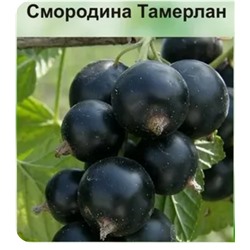 Смородина черная Тамерлан ОКС