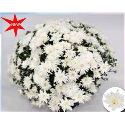 Хризантема Мультифлора Brandangel white укорененный черенок  цена за 3 шт красная