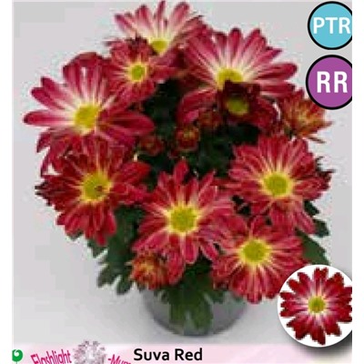Хризантема низкорослая двухцветная Флешлайт Suva red укорененный черенок цена за 3 шт