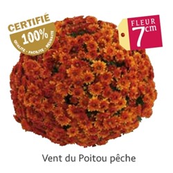 Хризантема Мультифлора укорененный черенок vent du poitou  цена за 3 шт красная