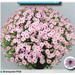 Хризантема Мультифлора Branqueen pink укорененный черенок  цена за 3 шт красная