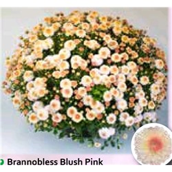Хризантема Мультифлора Brannobless Blash pink укорененный черенок  цена за 3 шт красная