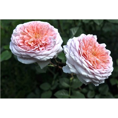 Абрахам Дерби (Abraham Darby) ЗКС