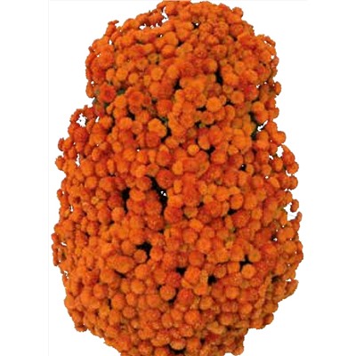 Хризантема Каскадная укорененный черенок Виктория цена за 3 шт оранжевая